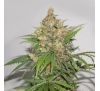 Майстер Куш (Photo.Fem.) 1 шт. / Master Kush 2026
